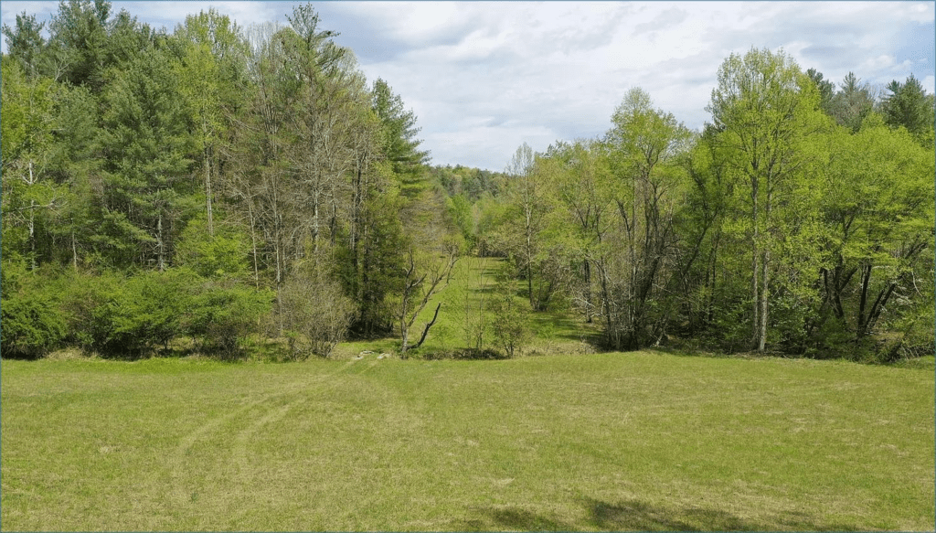 Open grassy clearing with trees in background